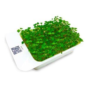 Microgreens by Leaf Learn - Rukola setá