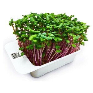 Microgreens by Leaf Learn - Ředkev China Rose