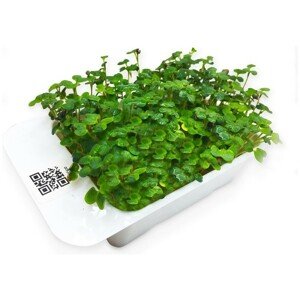 Microgreens by Leaf Learn - Hořčice bílá