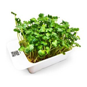 Microgreens by Leaf Learn - Ředkev Daikon