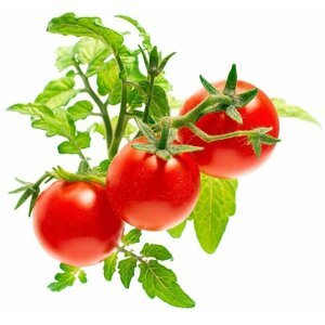 Click and Grow Smart Garden sazenice Mini rajčata - SGMT